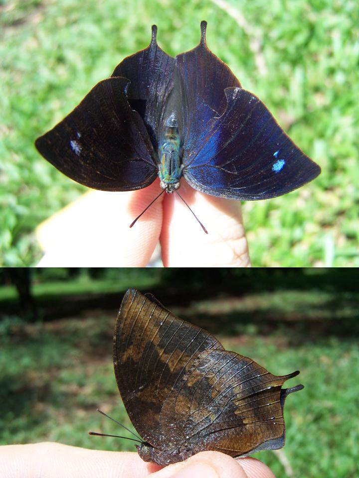 FIGURE 2f FIGURE 2f